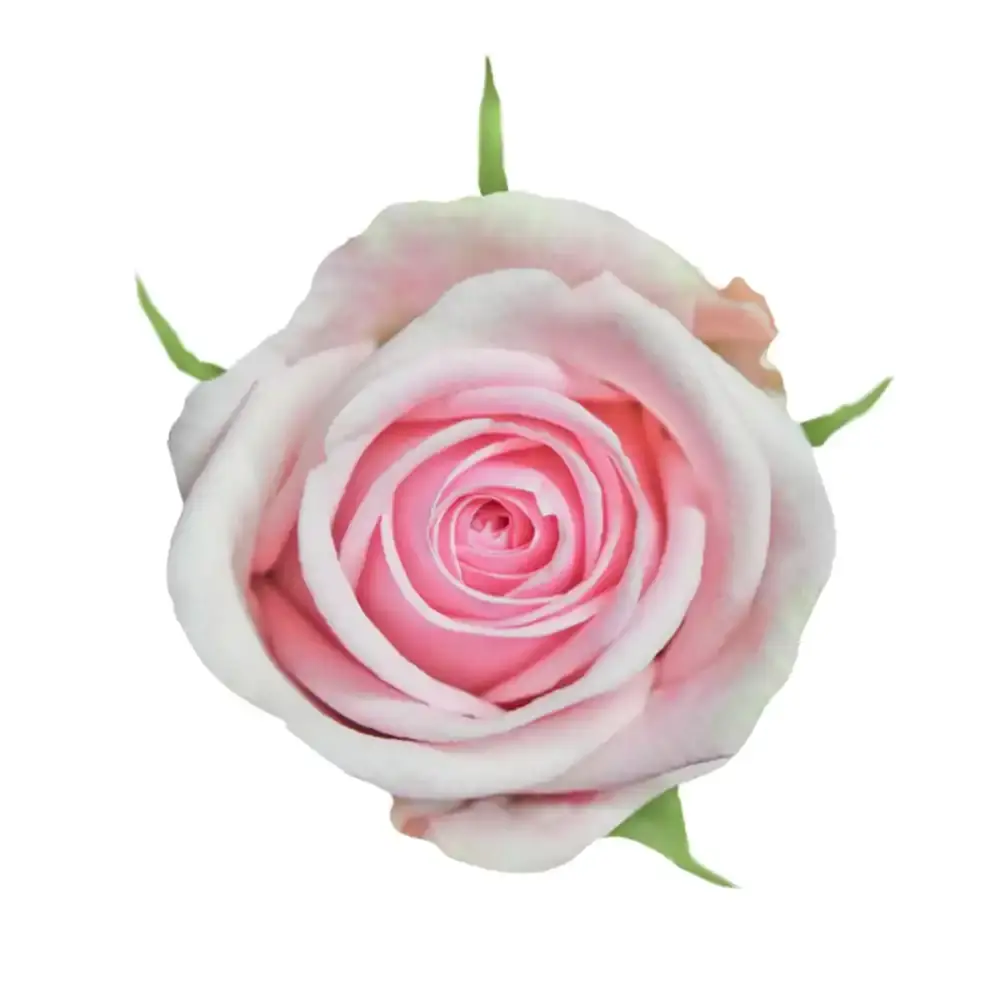 Rose Heaven