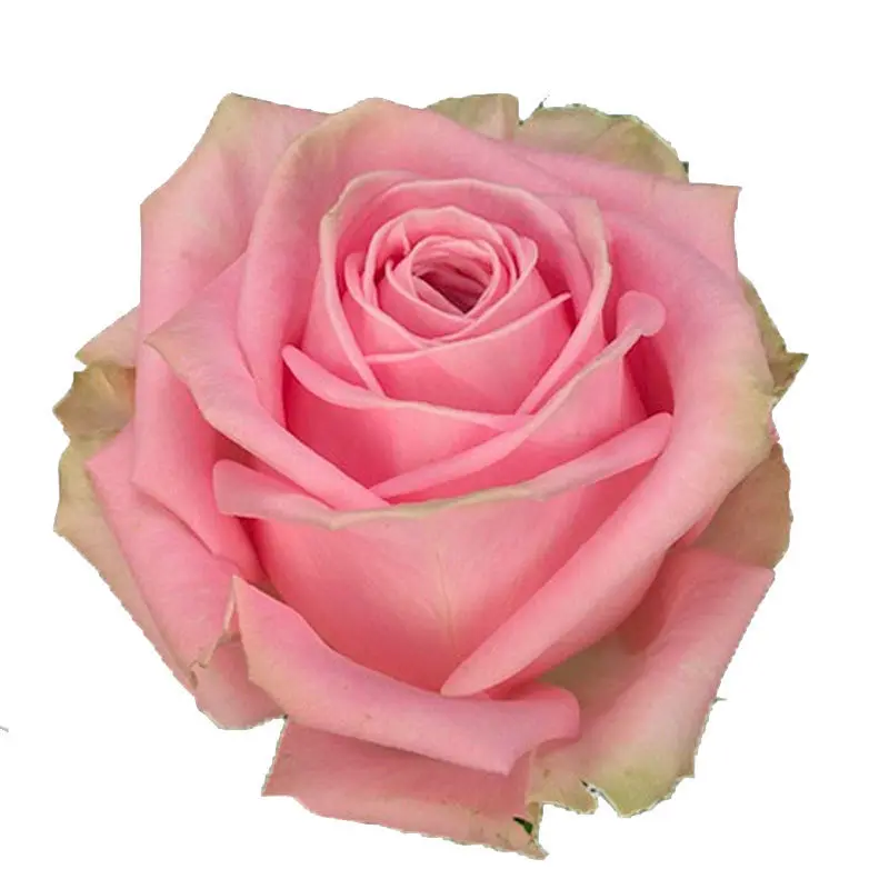 Rose Heidi
