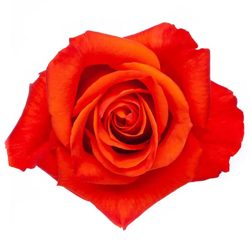 Rose Patz