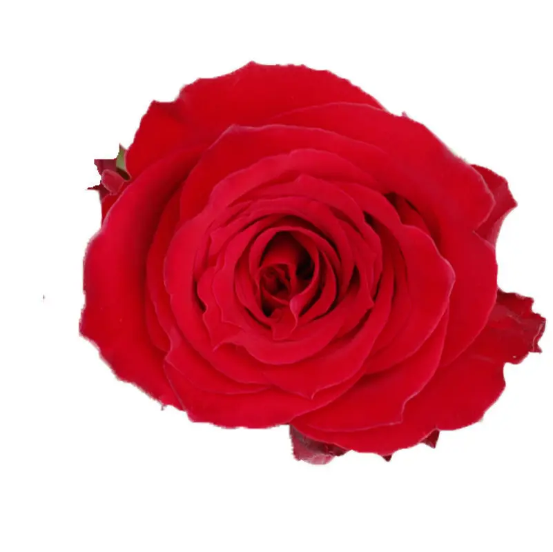 Rose Furosia