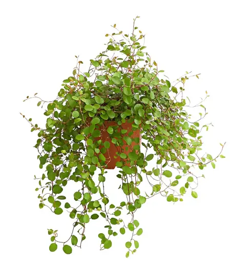 [90155] Drahtstrauch