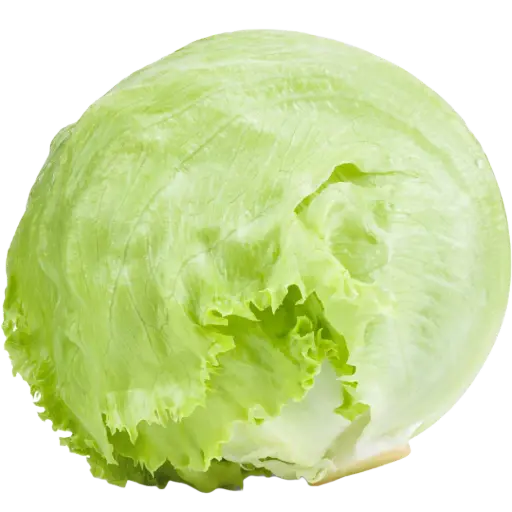 [63120] Eisbergsalat