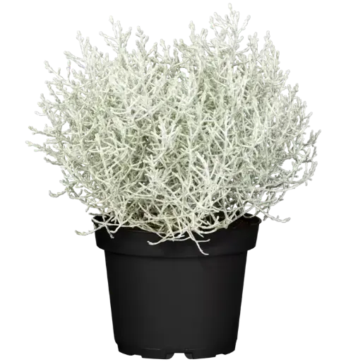 [90206] Stacheldraht