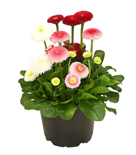 [90177] Bellis, trio