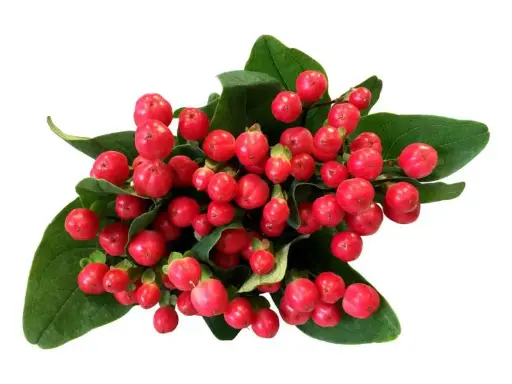 [20159] Hypericum