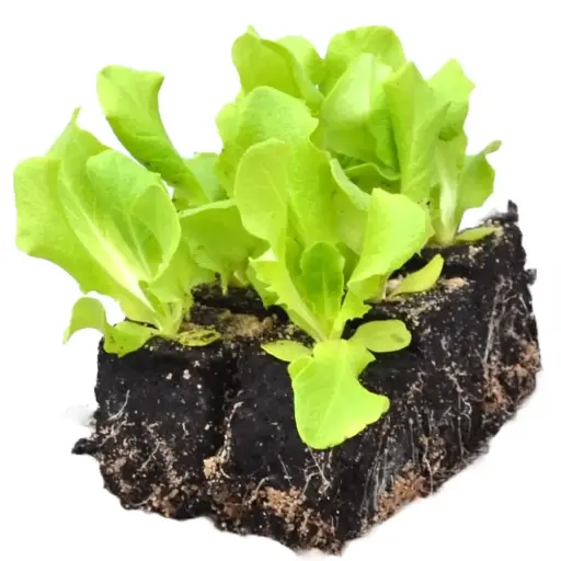 [41101] Kopfsalat