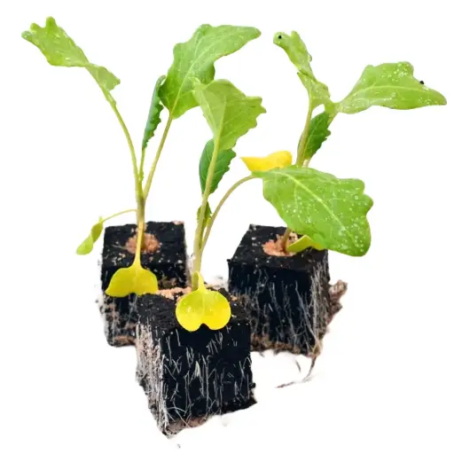 [41104] Kohlrabi
