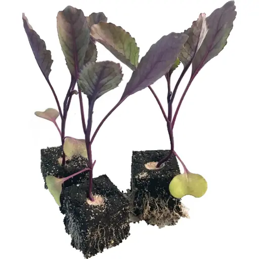 [41105] Rotkohl