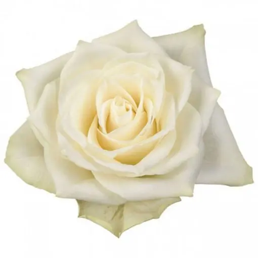 [20167] Rose Athena