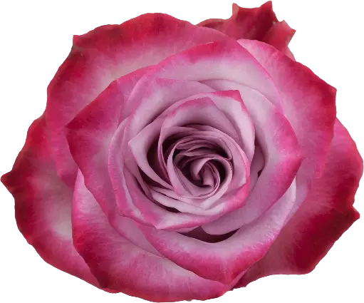 [20171] Rose Deep Purple