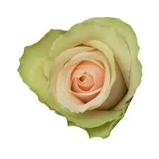 [20173] Rose La Belle
