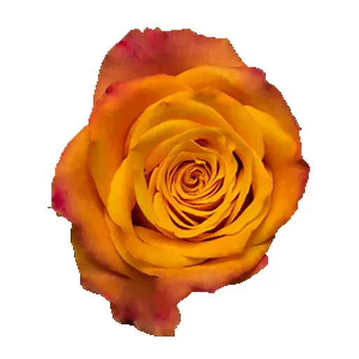 [20175] Rose Marie-Claire!