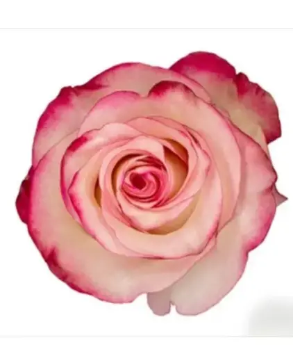 [20178] Rose Paloma