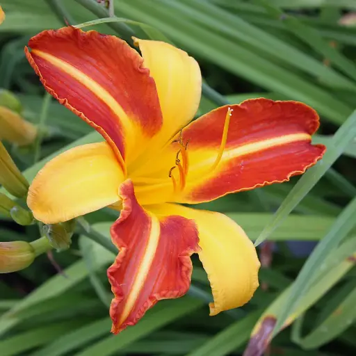 [71121] Taglilie Frans Hals