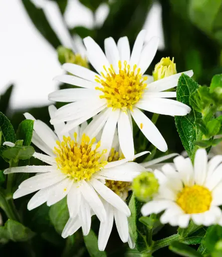 [71124] Zwergwildaster Starshine