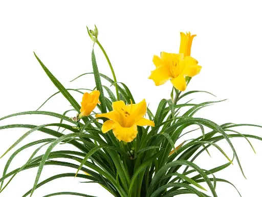 [71125] Taglilie Stella de Oro