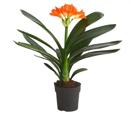 [90200] Zimmer-Klivie