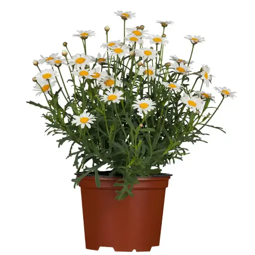 [90102] Margariten