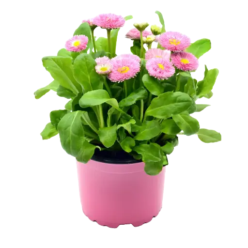 [90104] Bellis Erdbeersahne