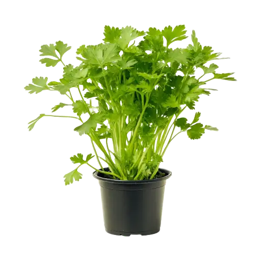 [10143] Petersilie, glatt