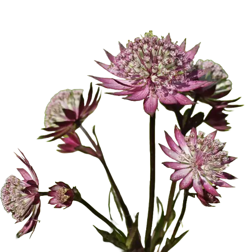 [20189] Astrantia