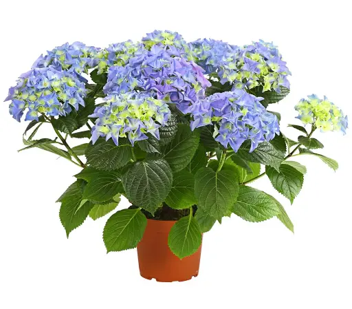 [70111] Hortensie