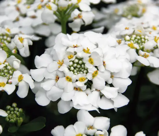 [90203] Immergrüne Schleifenblume