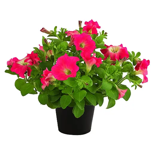 [90205] Petunie, rosa