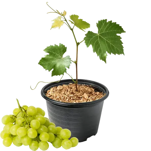 [70106] Weinrebe Bianca