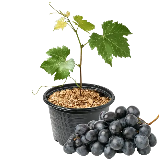 [70107] Weinrebe Boskoop Glory