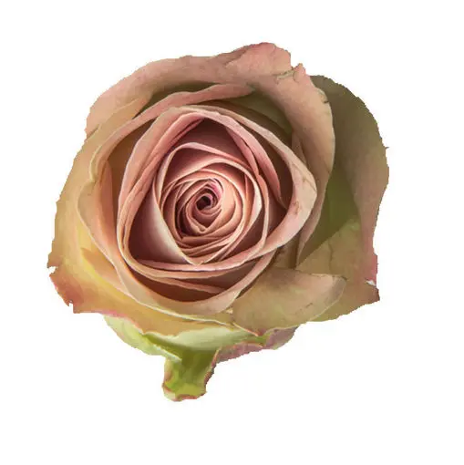 [20196] Rose Upper Secret