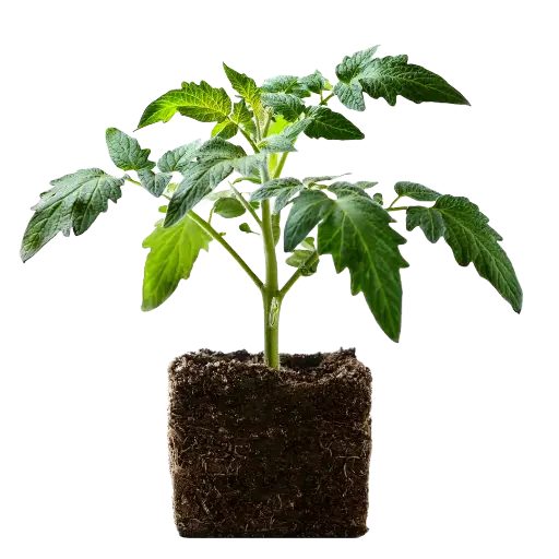 [40123] Strauchtomaten