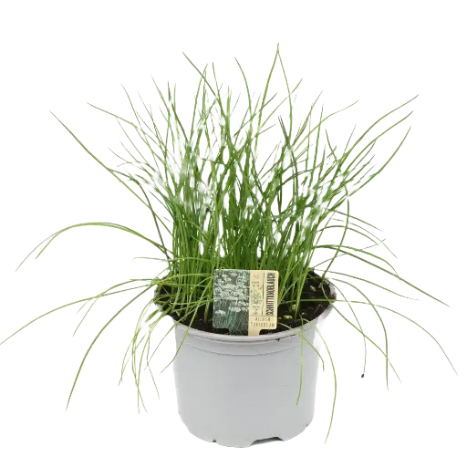 [10155] Bio Schnittknoblauch