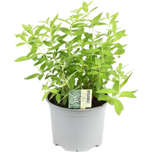 [10179] Bio Zitronenverbene