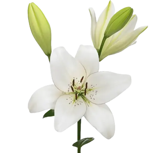 [20198] Lilium Eyeliner (L-A)