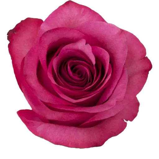 [20200] Rose Lola