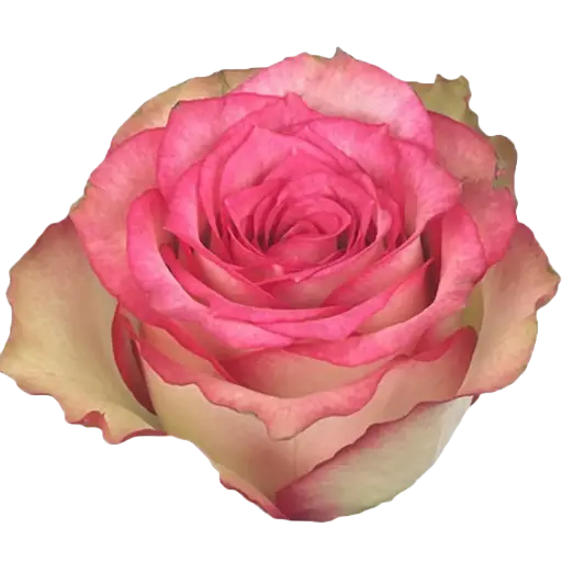 [20202] Rose Monique