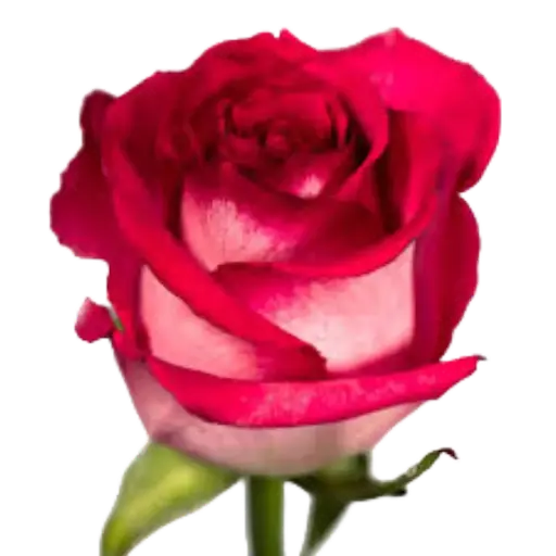 [20203] Rose Nicoletta