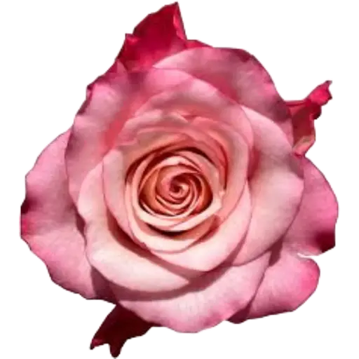 [20204] Rose Ramonda