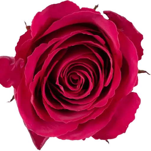 [20205] Rose Red Tacazzi+