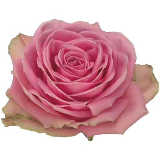 [20206] Rose Wham