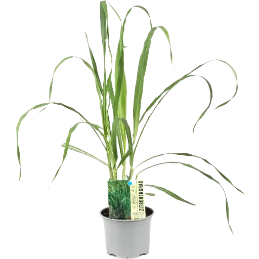 [10103] Bio Zitronengras