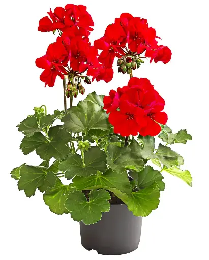 [90280] Pelargonie, rot