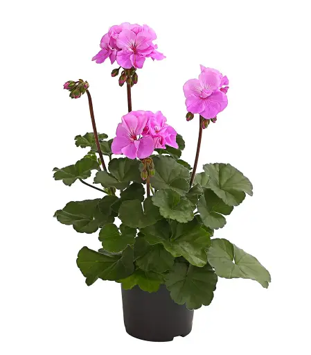 [90281] Pelargonie, lila