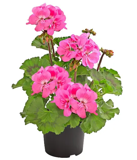 [90282] Pelargonie, pink