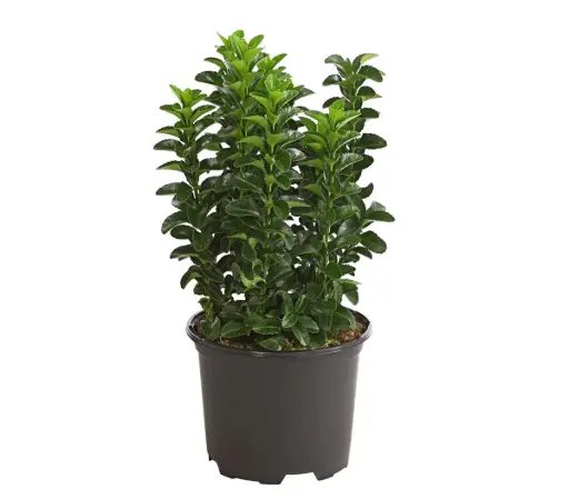 [90284] Spindelstrauch