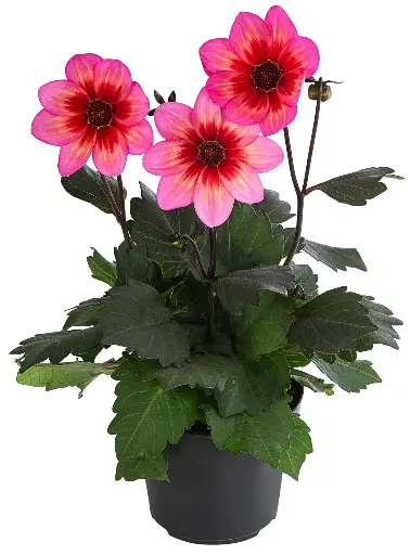 [90209] Dahlie 'Dahlegria Tricolore'