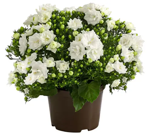 [90998] Campanula, gefüllt