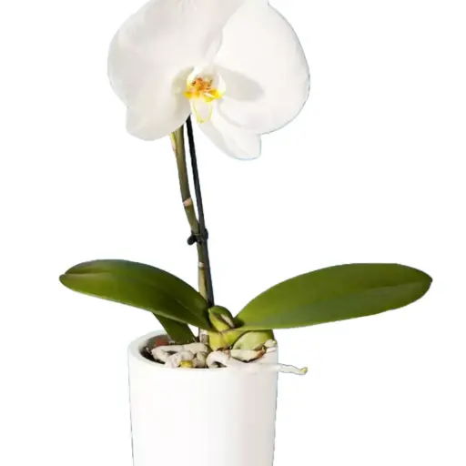 [90228] Orchidee extra