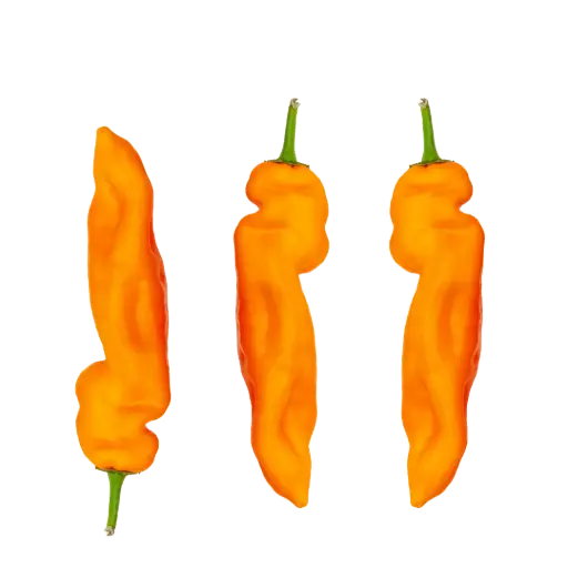 [63127] fränkische Spitzpaprika, orange